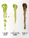 tesuko-matcha-genmaicha-hojicha-latte-comparativa.webp