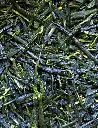 GYOKURO SAEMIDORI