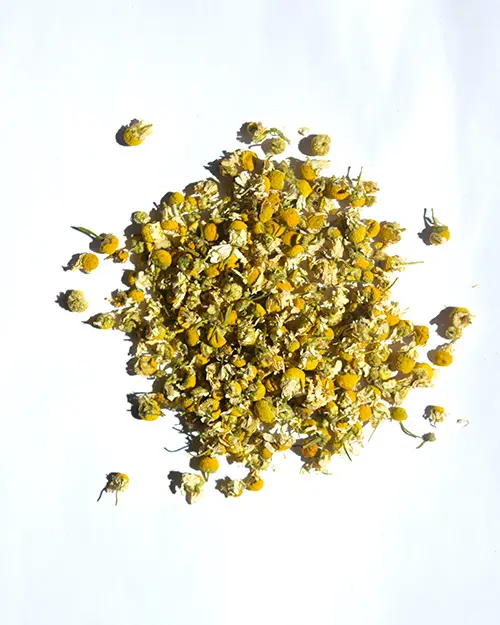 MANZANILLA