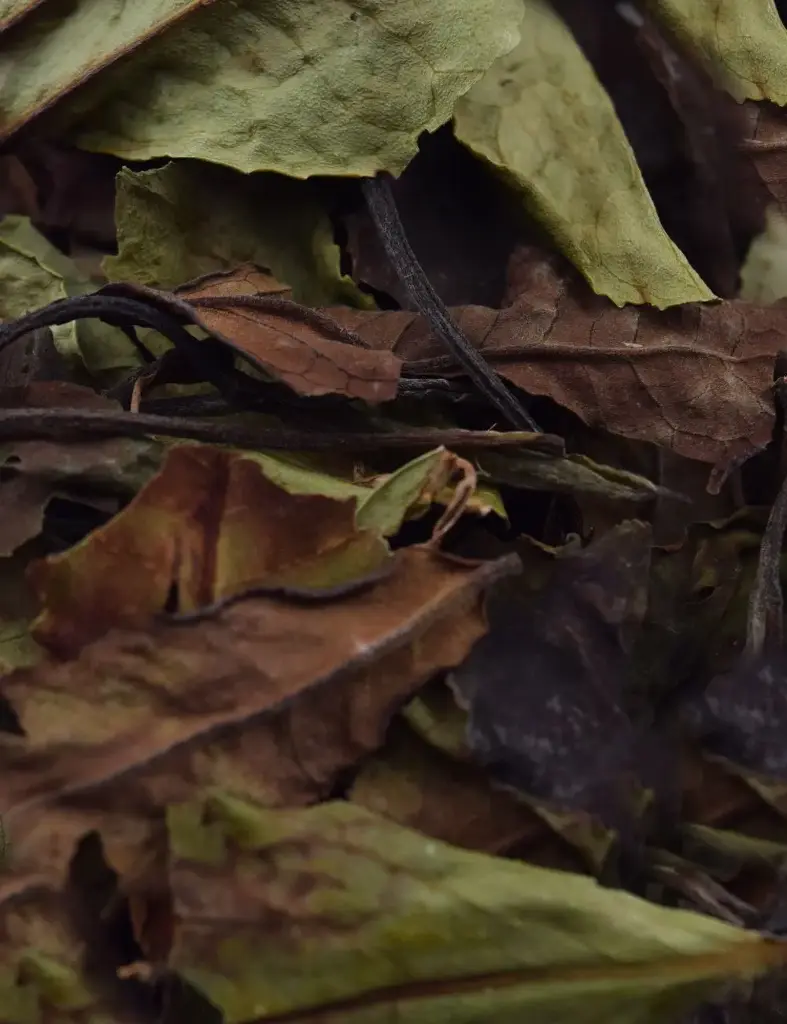 [TSK181RT] MALAWI WHITE PEONY - 75G